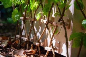 Arbofix – systém fixace stromů, živá útulna