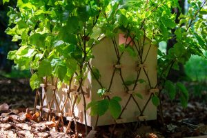 Arbofix – systém fixace stromů, živá útulna